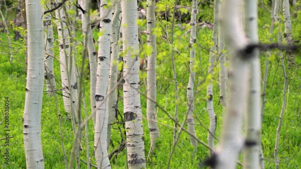 Mule deer does walking silently through an aspen grove Mule deer does walking silently through an aspen grove