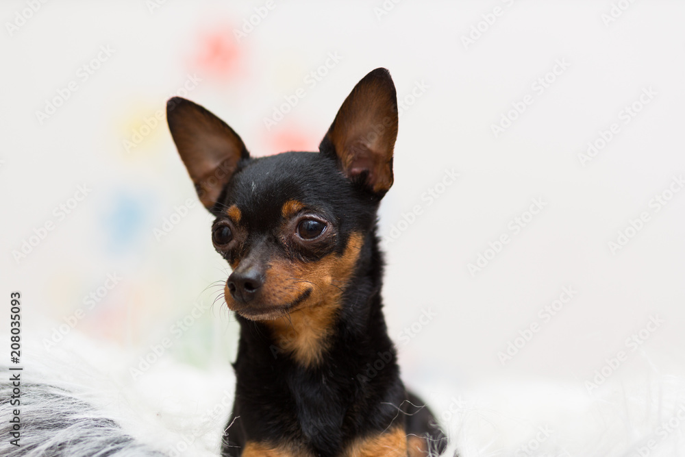 Dog Toy Terrier black lies in their couch