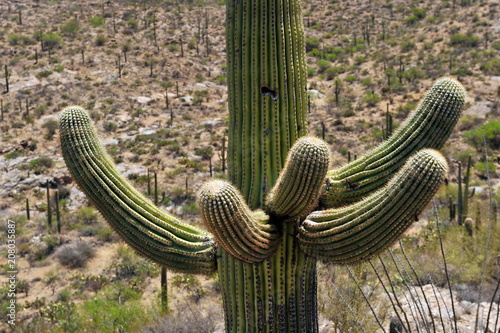 Desert cacti Sonora