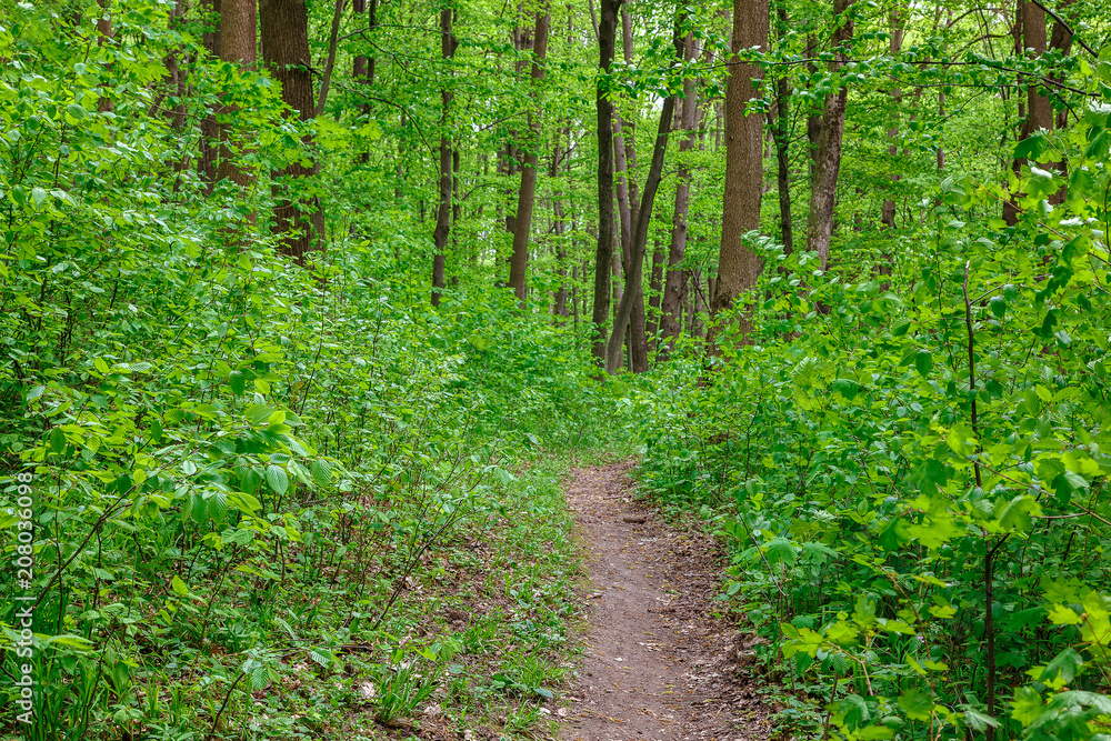 Green deciduous forest on a sunny day. Green deciduous forest on a sunny day.