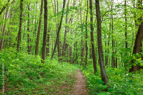 Green deciduous forest on a sunny day.