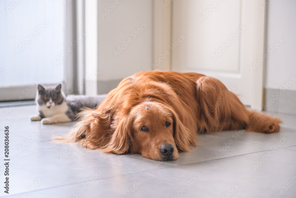 British short hair cat and golden retriever