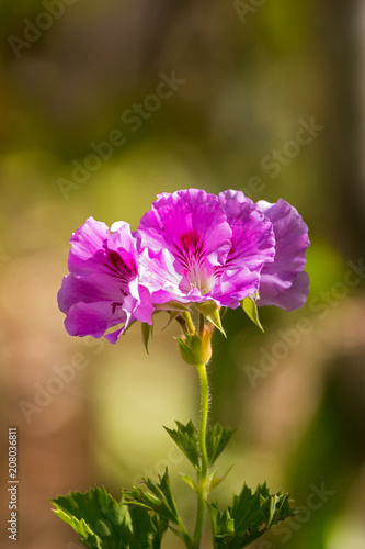 Fototapeta Naklejka Na Ścianę i Meble -  Geranium flower in pink purple petals with blurred green garden background