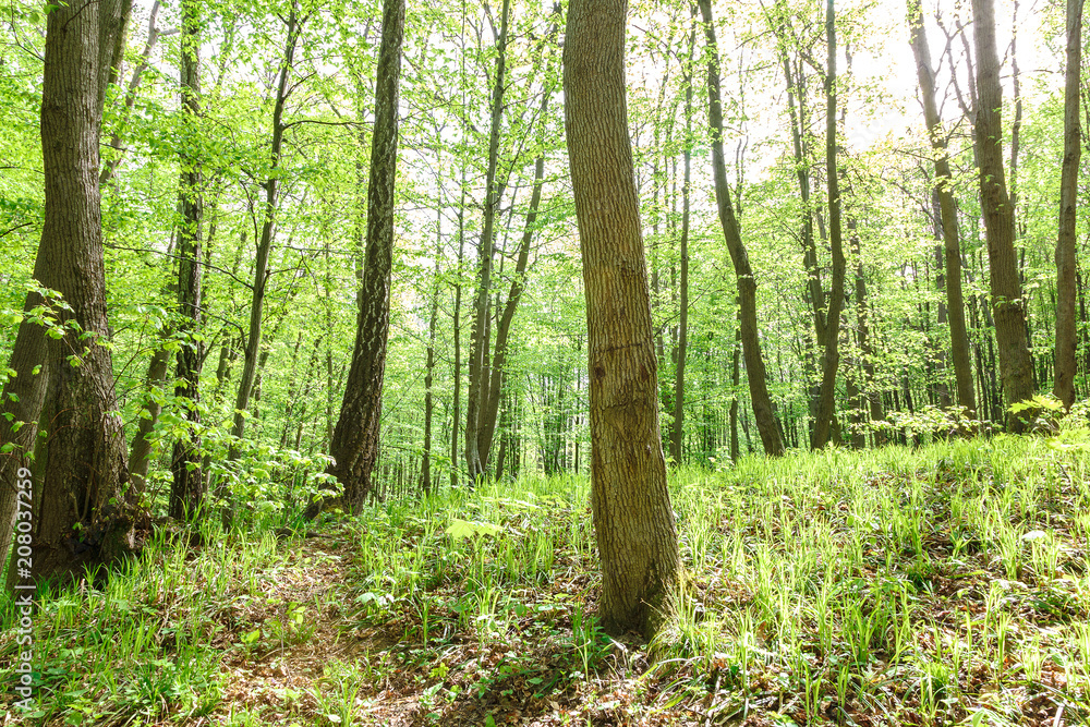 Green deciduous forest on a sunny day. Green deciduous forest on a sunny day.