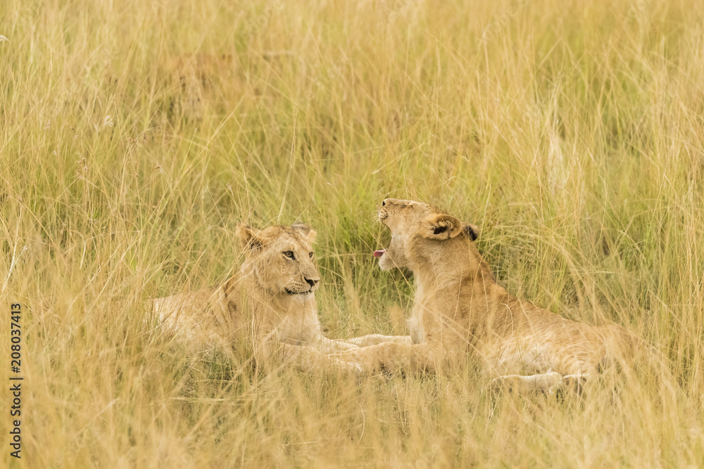 Two young lions in a golden field Two young lions in a golden field