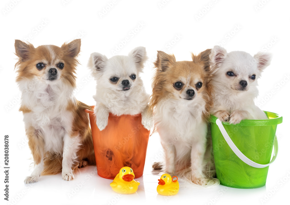 chihuahuas in holidays chihuahuas in holidays