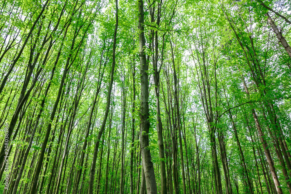 Green deciduous forest on a sunny day. Green deciduous forest on a sunny day.