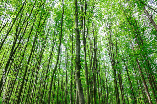 Fototapeta Naklejka Na Ścianę i Meble -  Green deciduous forest on a sunny day.