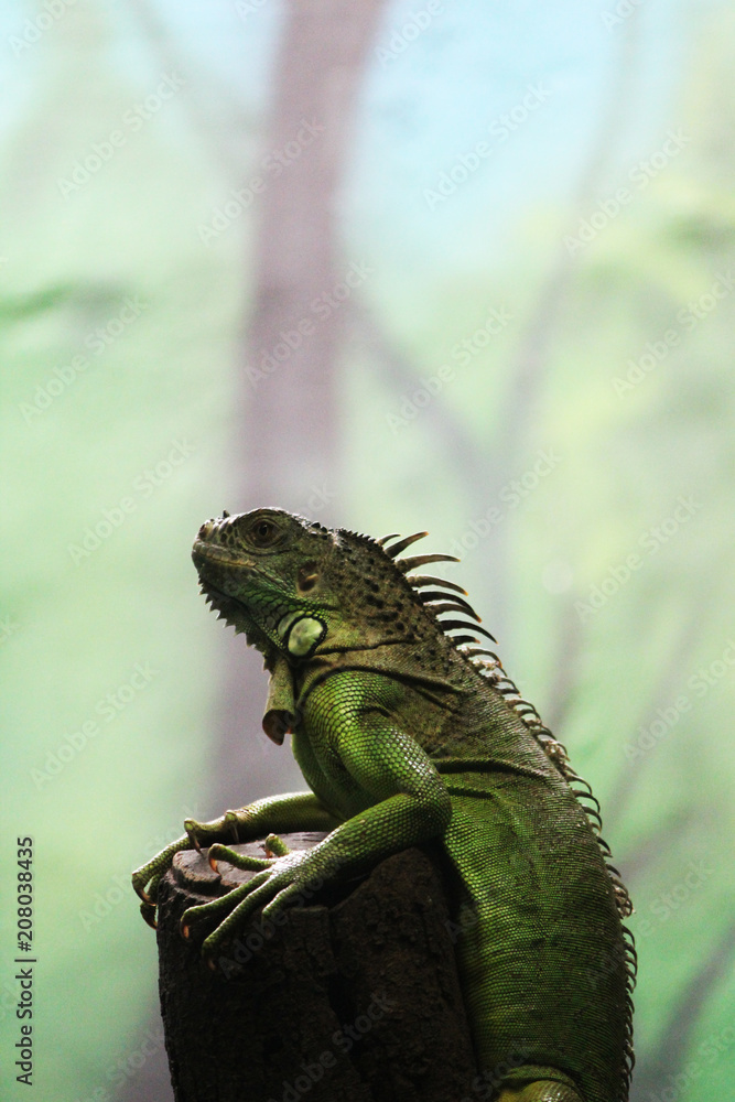 Obraz premium King of lizards(the Iguana)