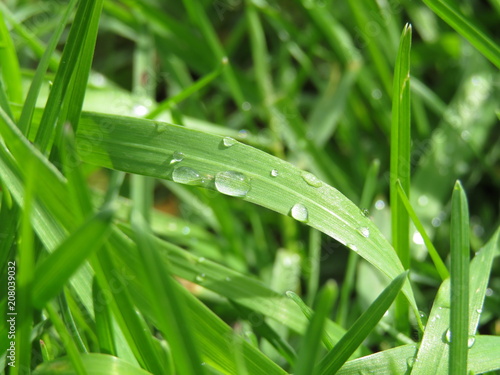 Drops of water on the green grass, macro shot. Freshness of nature, shiny wet grass