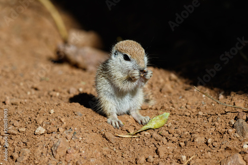 Young Round-tailed ground squirrel (xerospemuphilus tereticaudus), sitting on it's haunches and eating a brown piece of a local plant. In Arizona's Sonoran desert. 