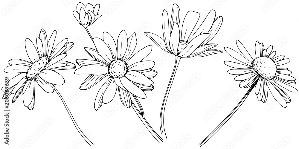 Daisy in a vector style isolated. Full name of the plant: Daisy. Vector flower for background, texture, wrapper pattern, frame or border. Daisy in a vector style isolated. Full name of the plant: Daisy. Vector flower for background, texture, wrapper pattern, frame or border.