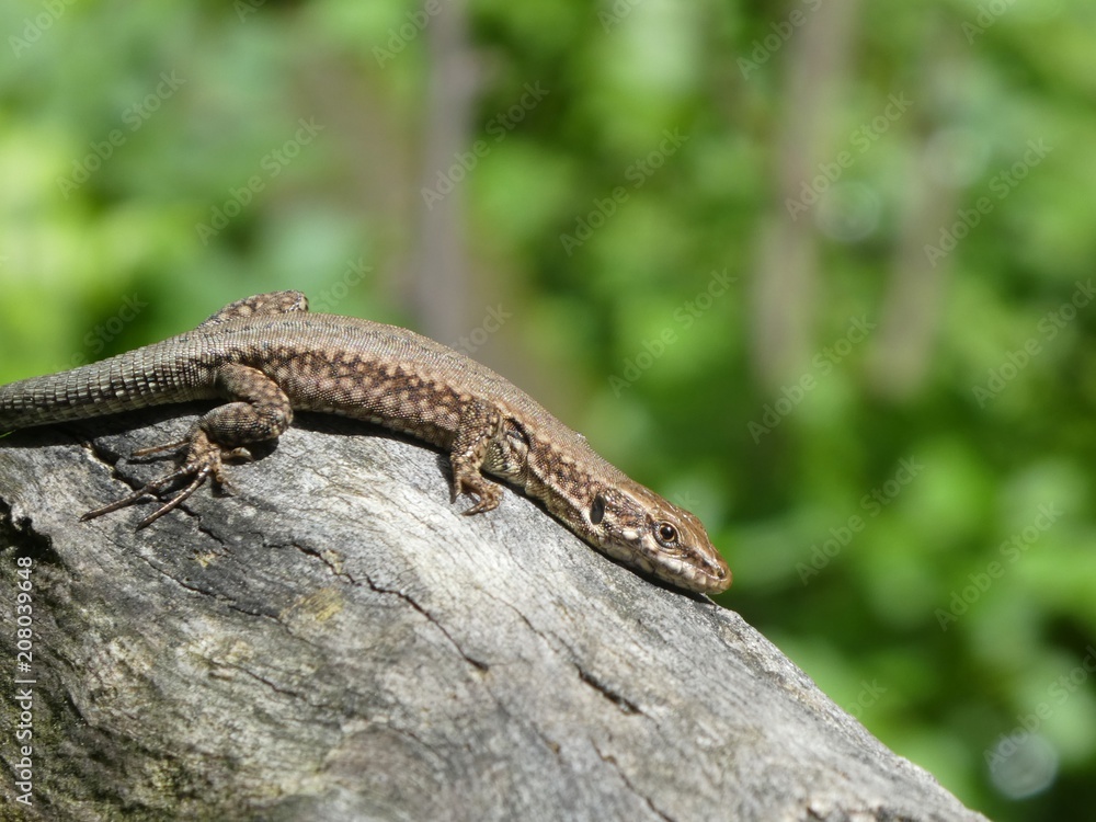 lizard in the mountains of italy lizard in the mountains of italy