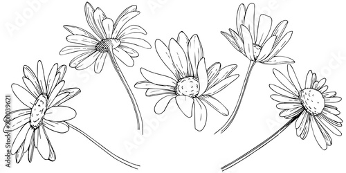 Daisy in a vector style isolated. Full name of the plant: Daisy. Vector flower for background, texture, wrapper pattern, frame or border.