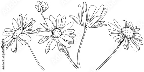 Wallpaper Mural Daisy in a vector style isolated. Full name of the plant: Daisy. Vector flower for background, texture, wrapper pattern, frame or border. Torontodigital.ca