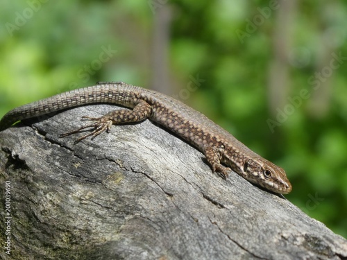 lizard in the mountains of italy