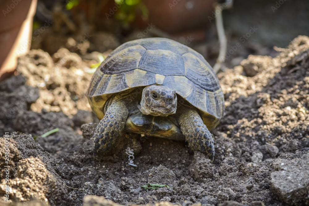 Land turtle close up, Proxy photo of a land turtle walking. Land turtle close up, Proxy photo of a land turtle walking.