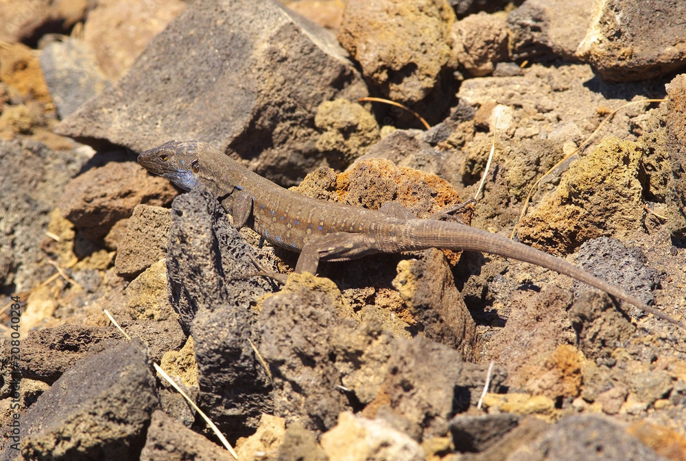 Lizard with a camouflage on a grey volcanic ground, symbol of La Palma´s island, Canary Islands, Spain Lizard with a camouflage on a grey volcanic ground, symbol of La Palma´s island, Canary Islands, Spain