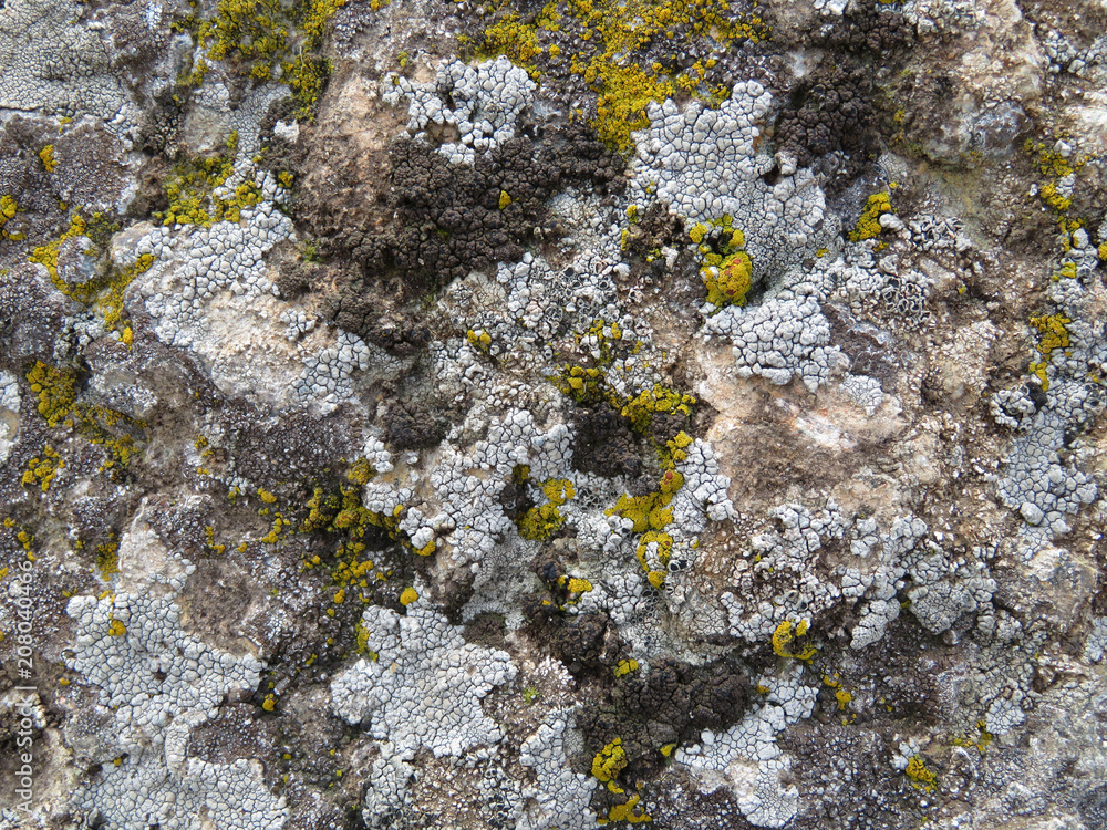 Texture of old natural mossy stone. Beautiful dirty stone surface Texture of old natural mossy stone. Beautiful dirty stone surface