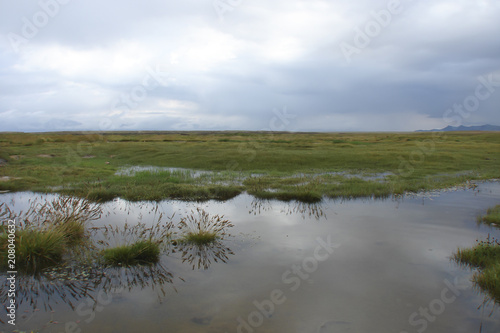 alpine marshes in Tian Shan  Kyrgyzstan 