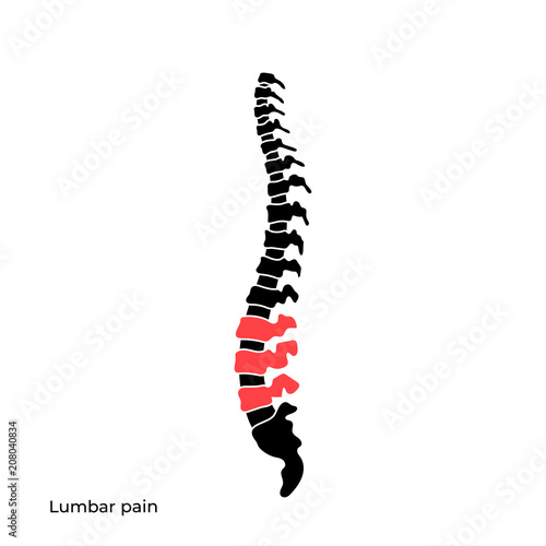 Vector human spine structure photo