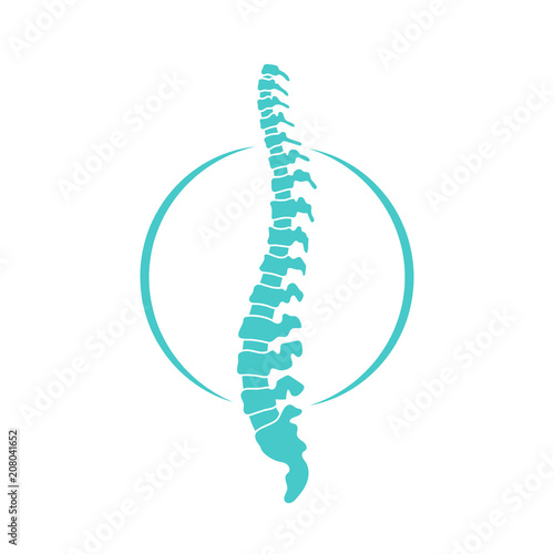 Vector human spine  illustration