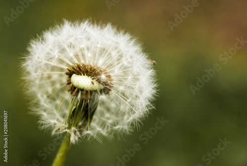Dandelion seeds in the green background
