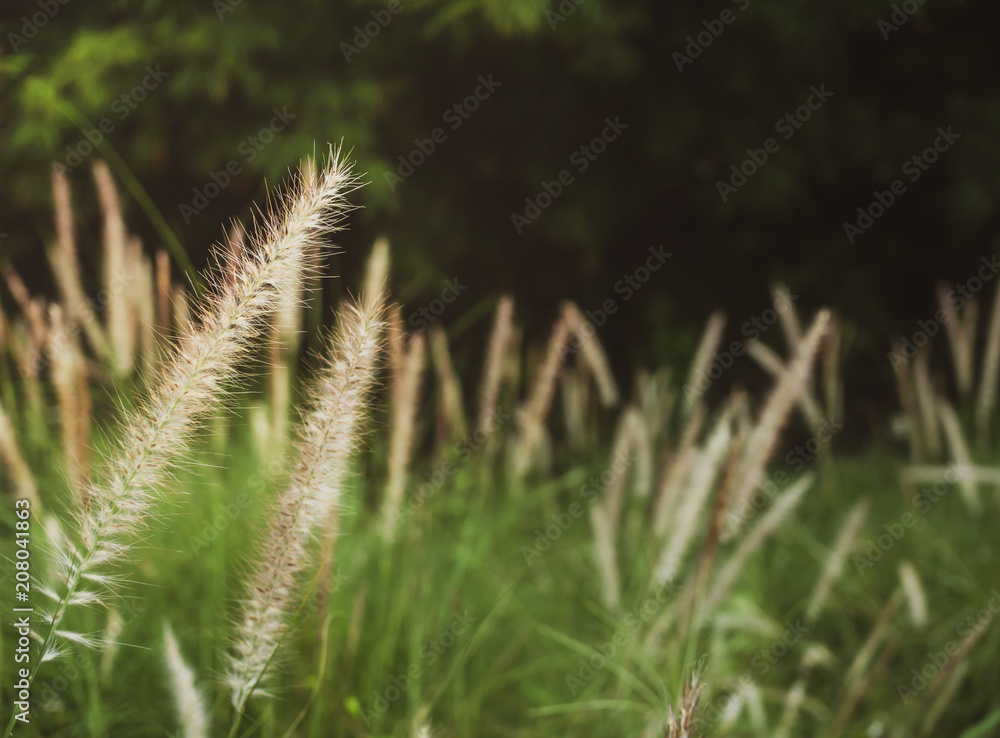 grass; wind; spring; color; nature; water; abstract; young; beauty; brown; background; plant; macro; dreams; backdrop; golden; environment; isolated; yellow; tall; view; wheat; landscape; soft; season