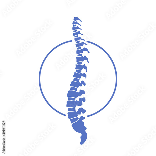 Vector human spine  illustration