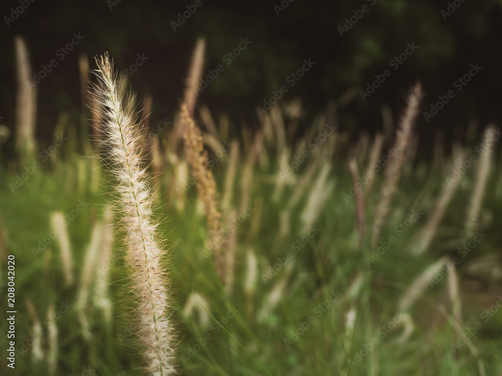 Grass Filed Grass Filed