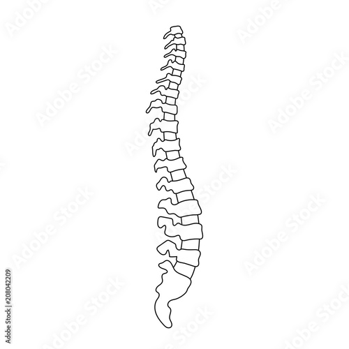 Vector human spine  illustration