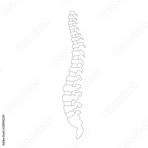 Vector human spine illustration