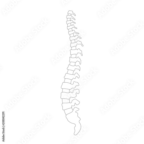 Vector human spine illustration