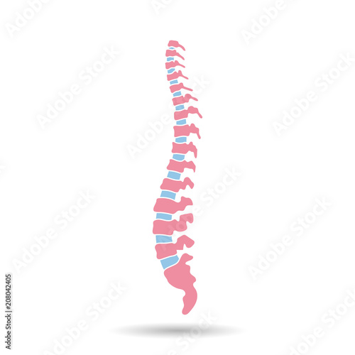 Vector human spine  illustration