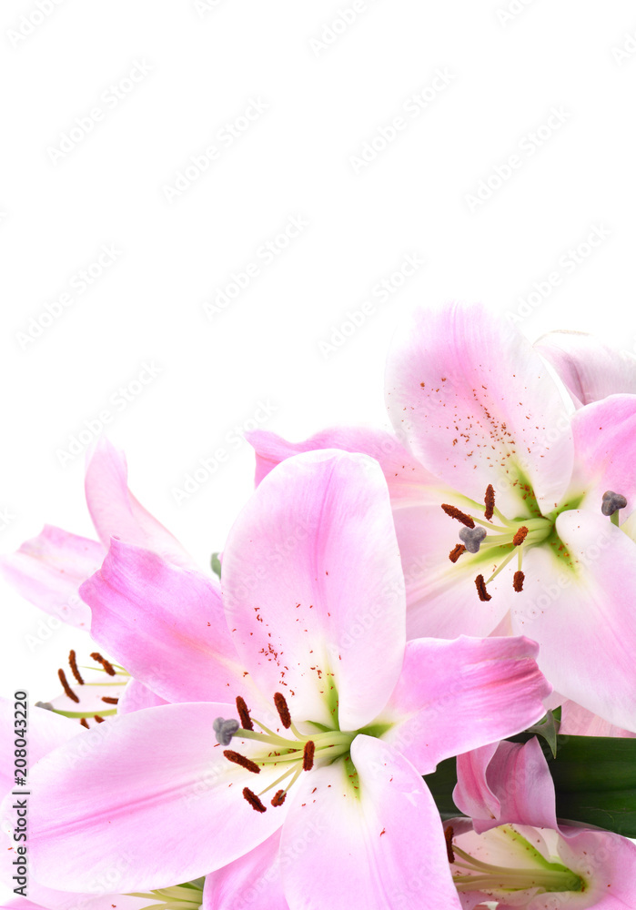 Flower lily Flower lily