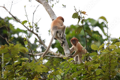 Proboscis monkey, Sabah Borneo © Valerie