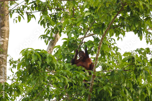Orangutan, Sabah - Borneo