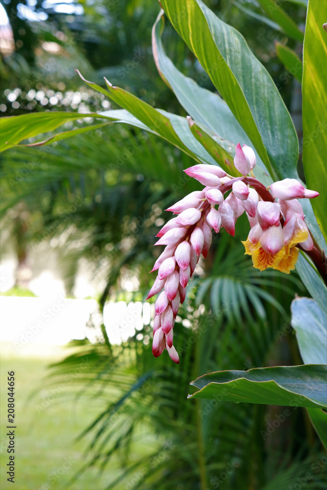 Obraz premium ハワイの花