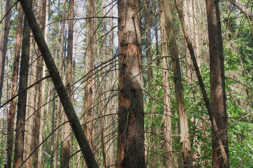 Obraz premium Spruce forest damaged by the bark beetle.