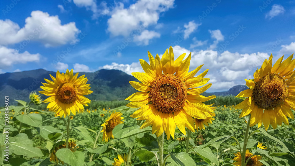 three bright sunflowers