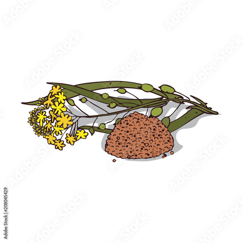 Isolated clipart of plant Camelina sativa on white background. Botanical drawing of herb False flax with flowers and leaves, seeds