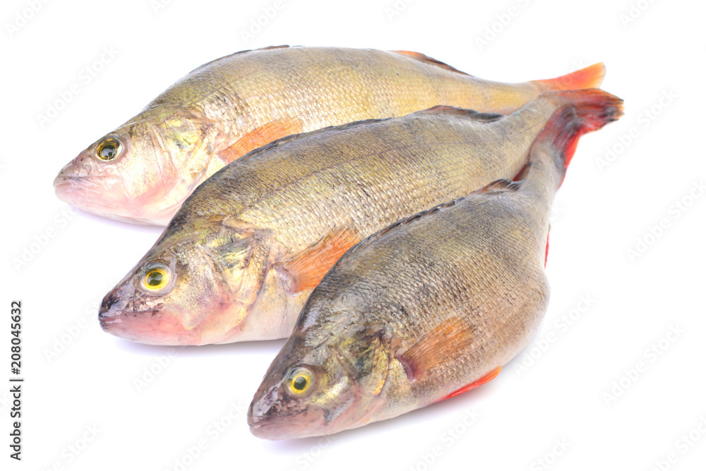 Fish pearch Fish pearch