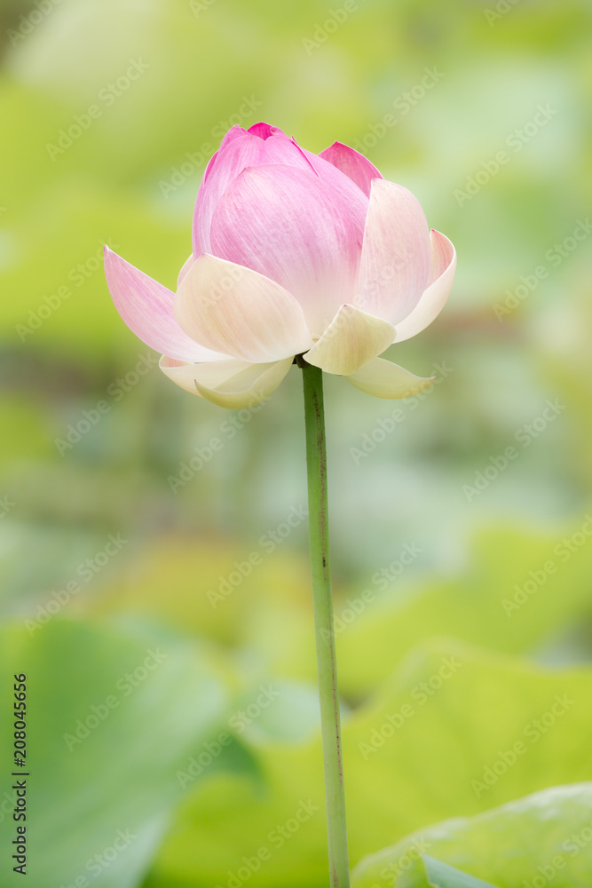 Indische Lotosblume (Nelumbo nucifera) im Botanischen Garten in Pamplemousses, Mauritius, Afrika. Indische Lotosblume (Nelumbo nucifera) im Botanischen Garten in Pamplemousses, Mauritius, Afrika.