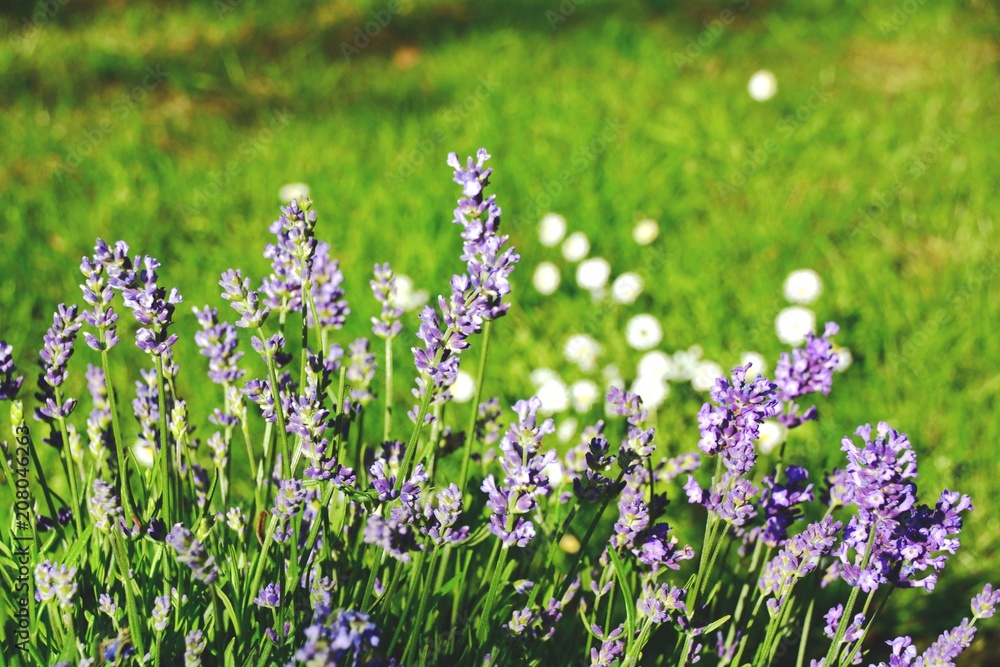 Fototapeta premium Lavendel im Garten - Sommerblumen