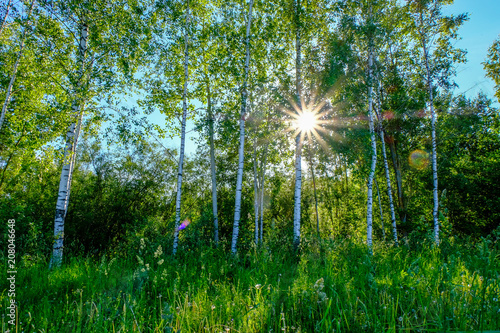 birch tree leaves and branches against dark background with sun rays in sunrise