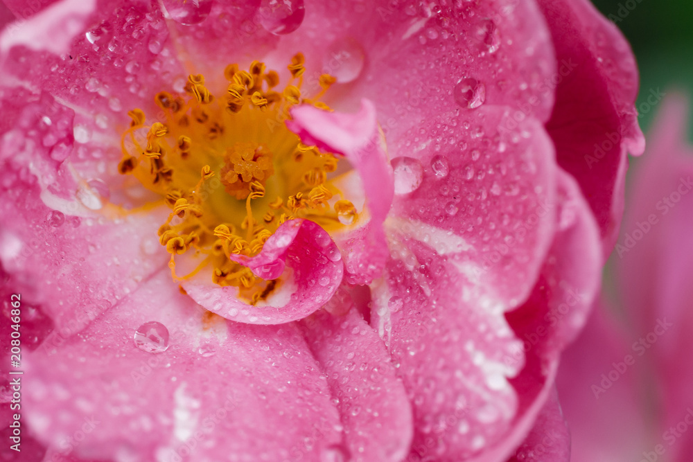 Details of pink red rose after the rain with several water droplets macro close up photo from top perspective.