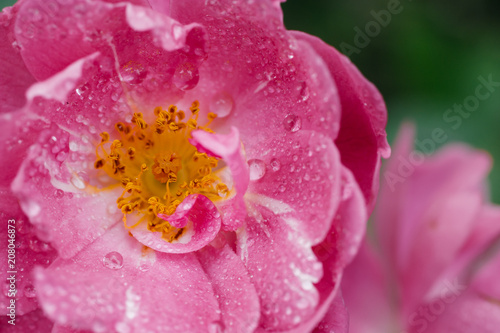 Details of pink red rose after the rain with several water droplets macro close up photo from top perspective with green leaves out of focus on the background.