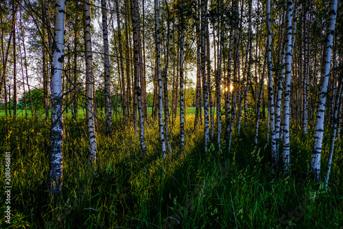 Fototapeta Naklejka Na Ścianę i Meble -  birch tree leaves and branches against dark background with sun rays in sunrise