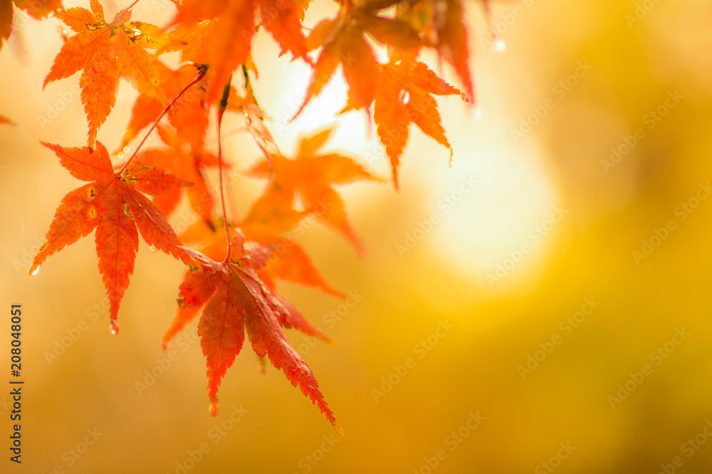 autumnal background, slightly defocused red marple leaves with water drops autumnal background, slightly defocused red marple leaves with water drops