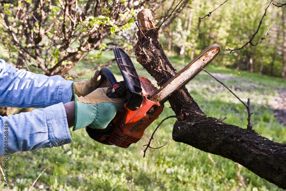 Obraz premium Hands prune a tree with a chainsaw tool in the garden